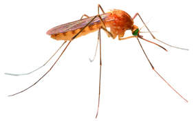 Foto mosquit