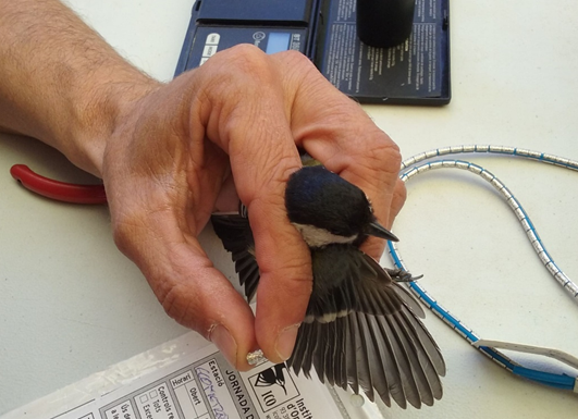 Anellament d'aus Anellament d'un ocell