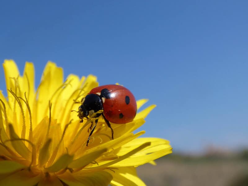 Natura Fotografia de natura